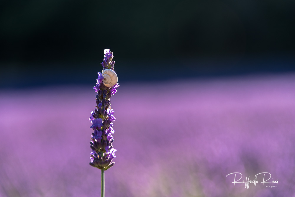 Valensole (25)   Poesia